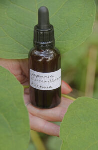 Japanse duizendknoop tinctuur