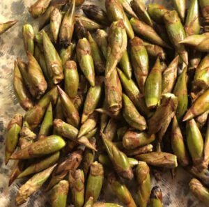 Populierenknoppen verzameld