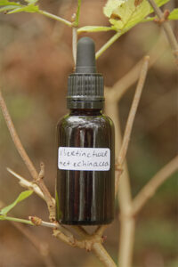 Vlierbloesem tinctuur