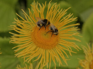 Bloemetjes in je omgeving
