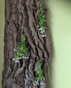 Ken je Lievevrouwebedstro?