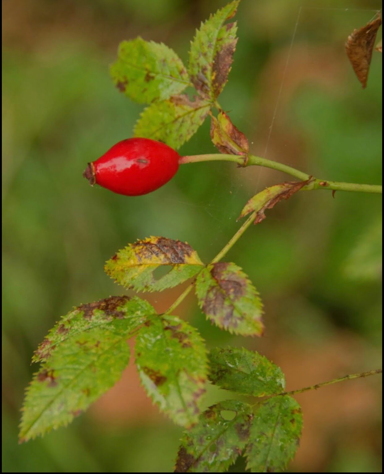 Natuurbelevingsdag OOGST