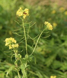 Eetbaar geneeskrachtig gele bloemenpracht