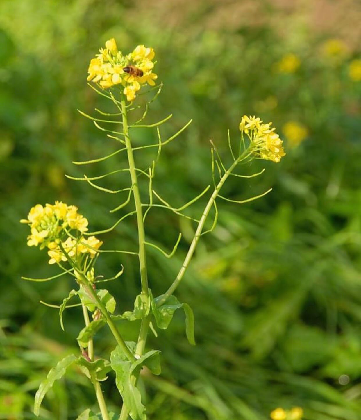 Eetbaar geneeskrachtig gele bloemenpracht