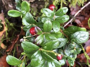 Ik hou veel van bosbessen