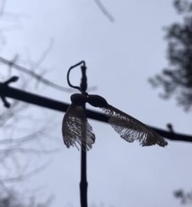 Tijdens de 12 heilige dagen