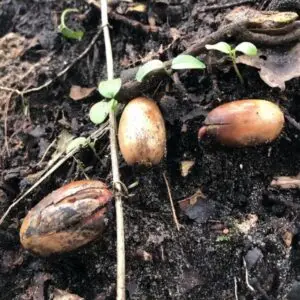 Een nieuwe generatie eiken staat op in het bos😉