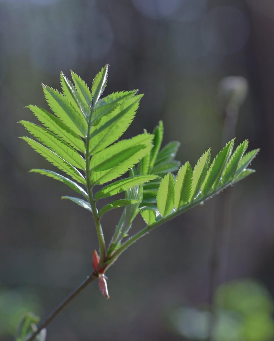 De eerste blaadjes van de lijsterbes