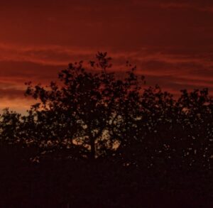 Bosbaden met Mireille