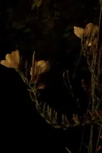 De bloemen van de teunisbloem