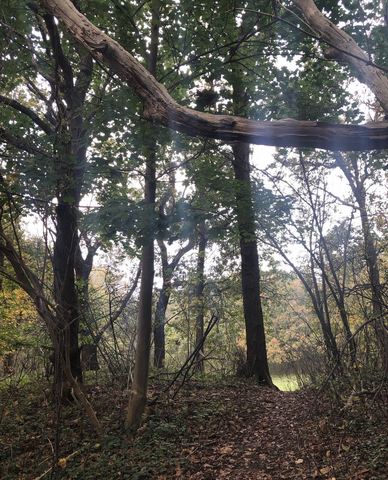 Ik was vandaag even in het bos.