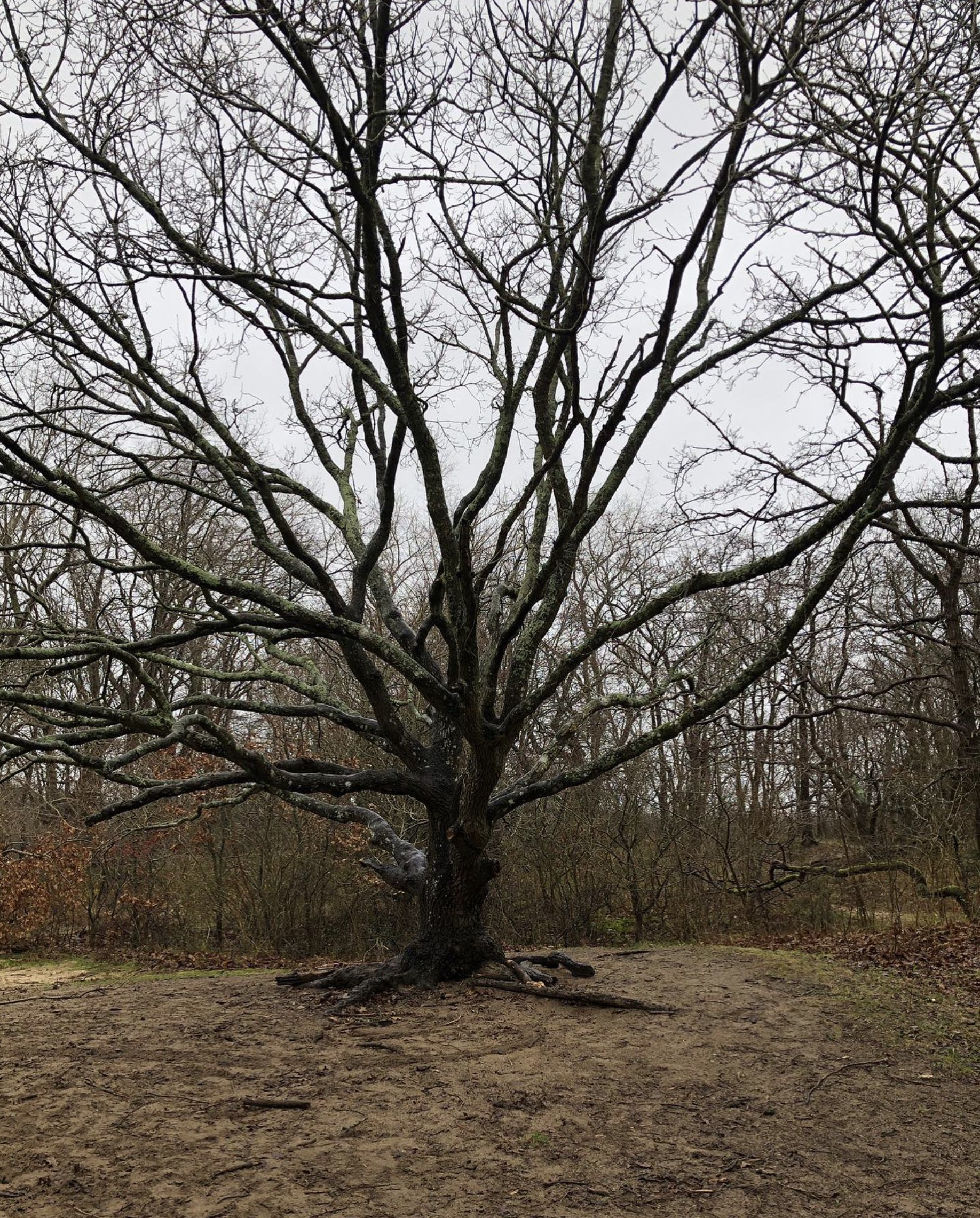 In de periode tussen Midwinter en Nieuwjaar