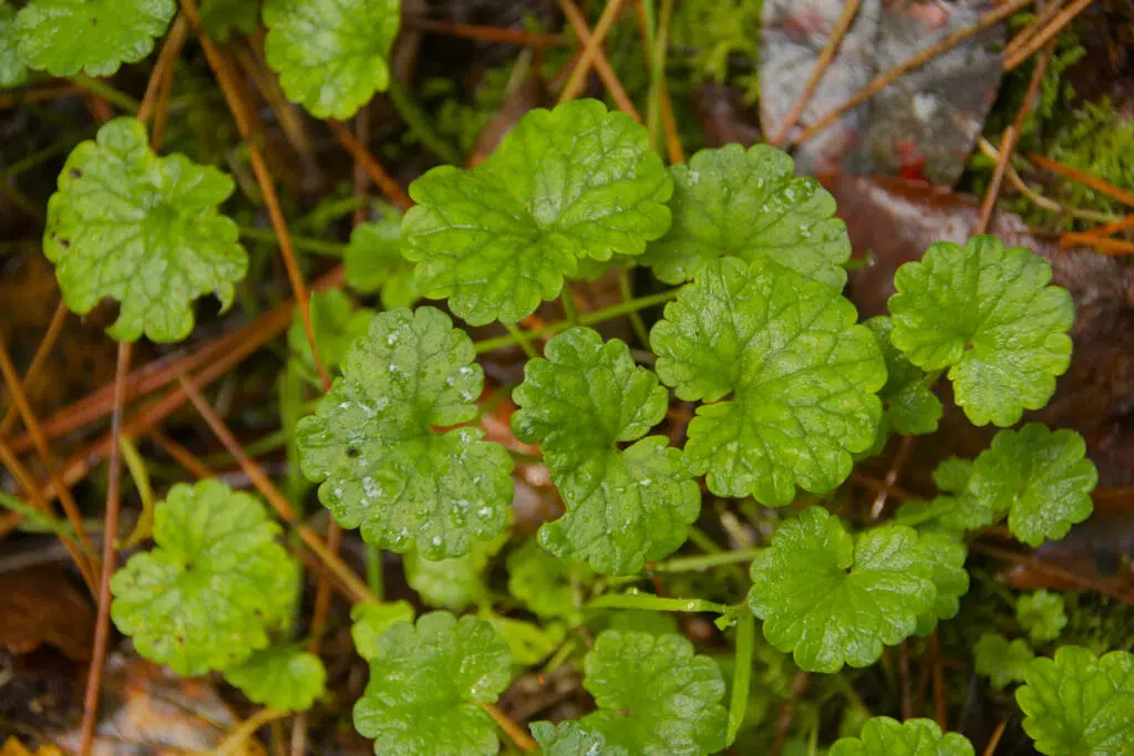 lokale kruidenproducten van wilde planten en bomen