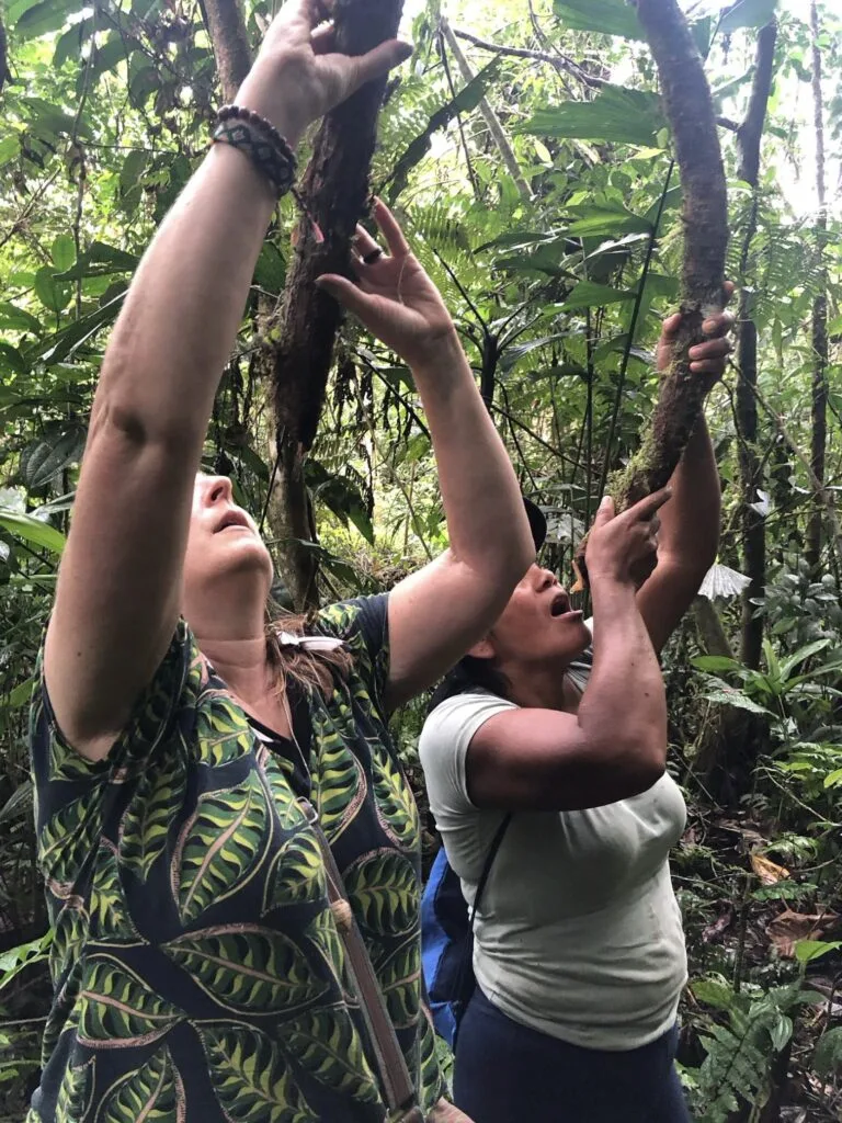 Een geneeskrachtige liaan Uña de gato