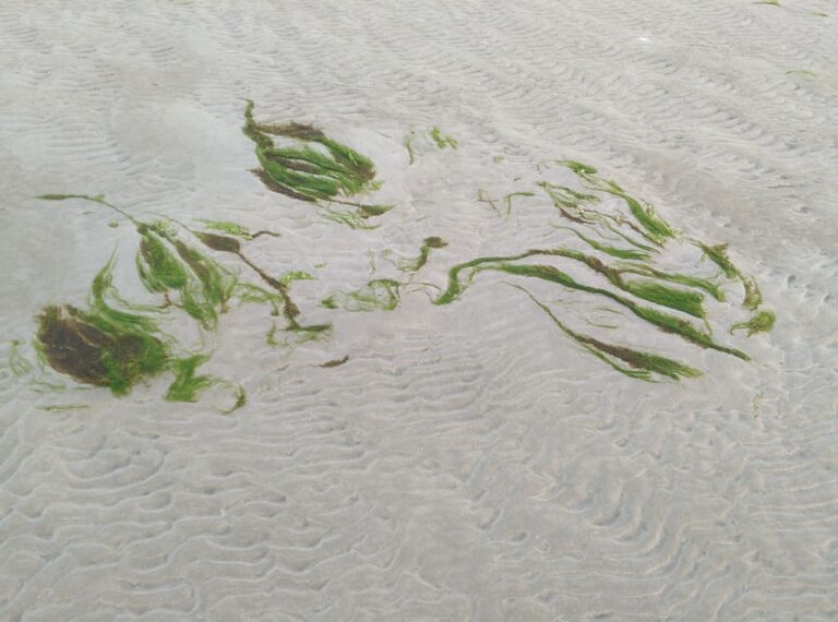 Natuurbelevingsdag met thema ‘Reiniging’