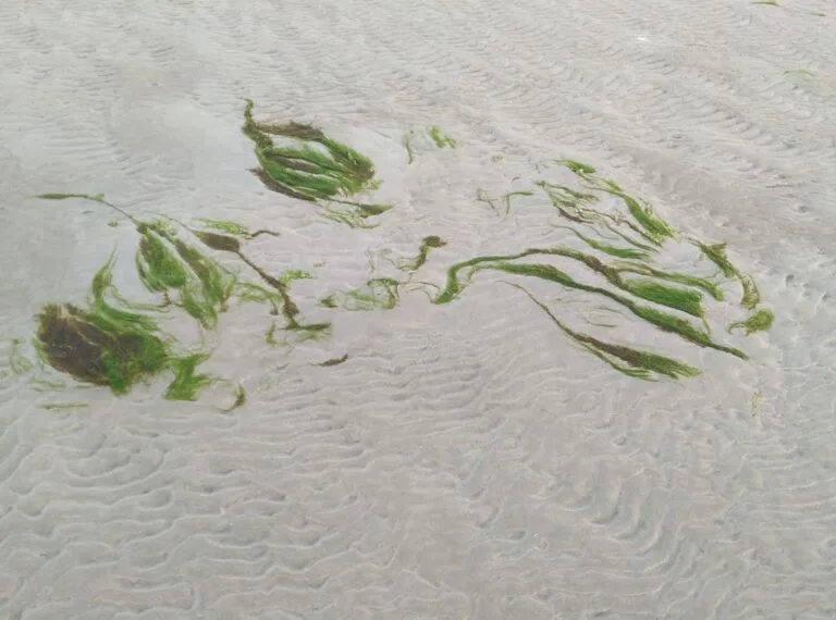 Natuurbelevingsdag met thema ‘Reiniging’