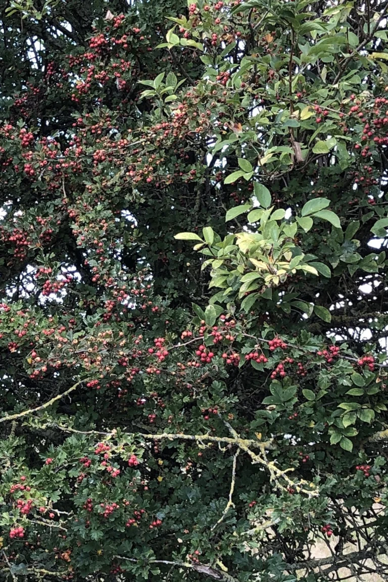 Kruiden producten van wilde planten en bomen
