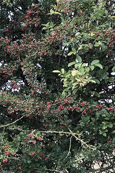Kruiden producten van wilde planten en bomen
