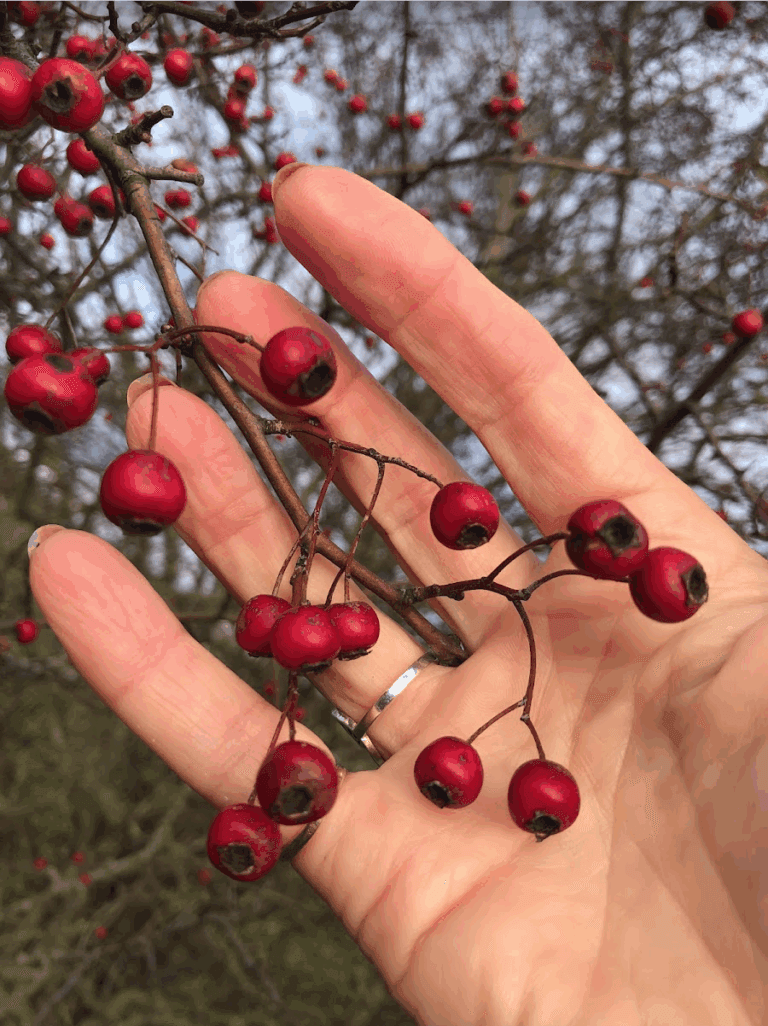 Wildplukken Mireille in Castricum, Amerongen en Amsterdam