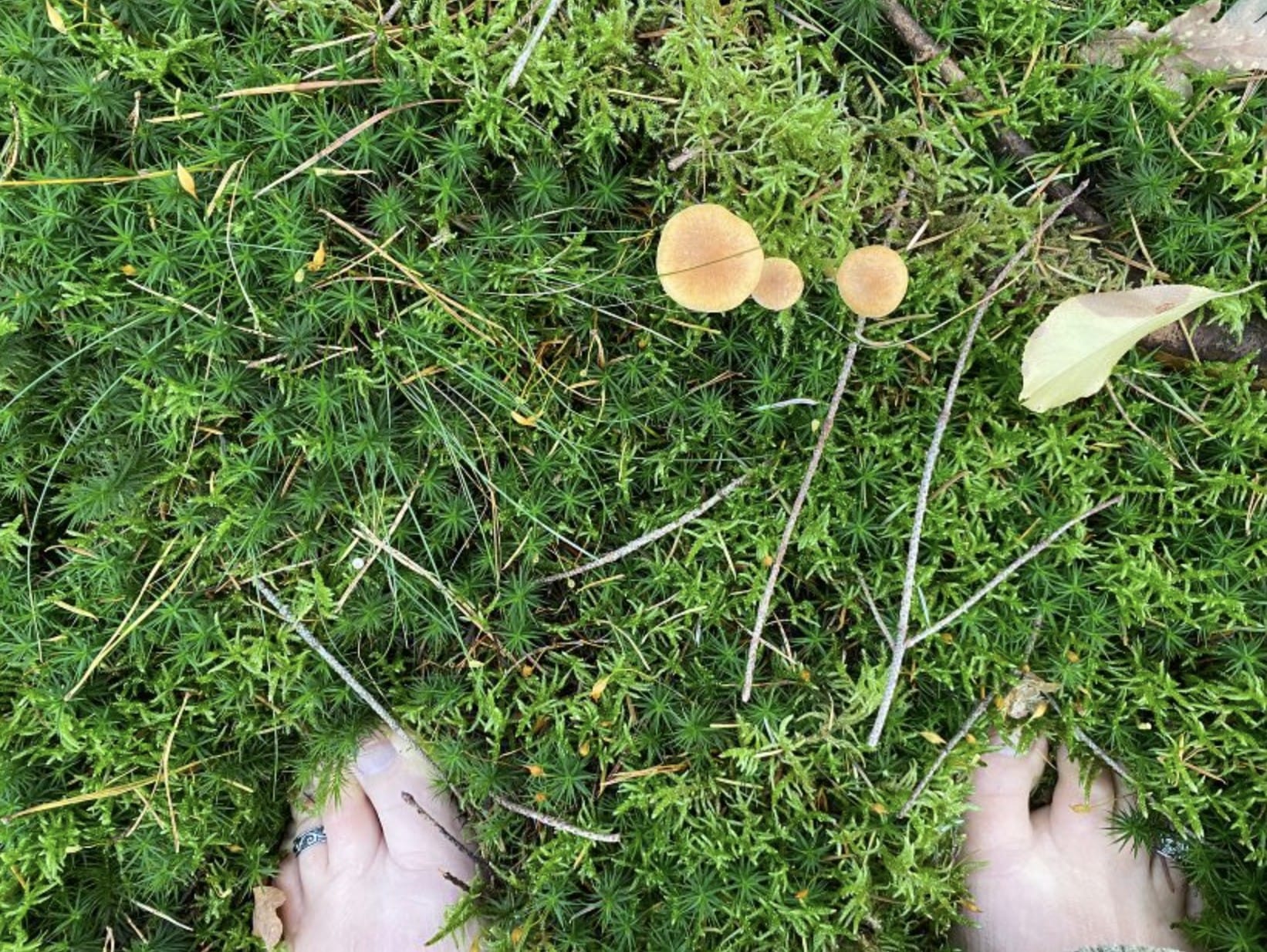 Op blote voeten door het mos