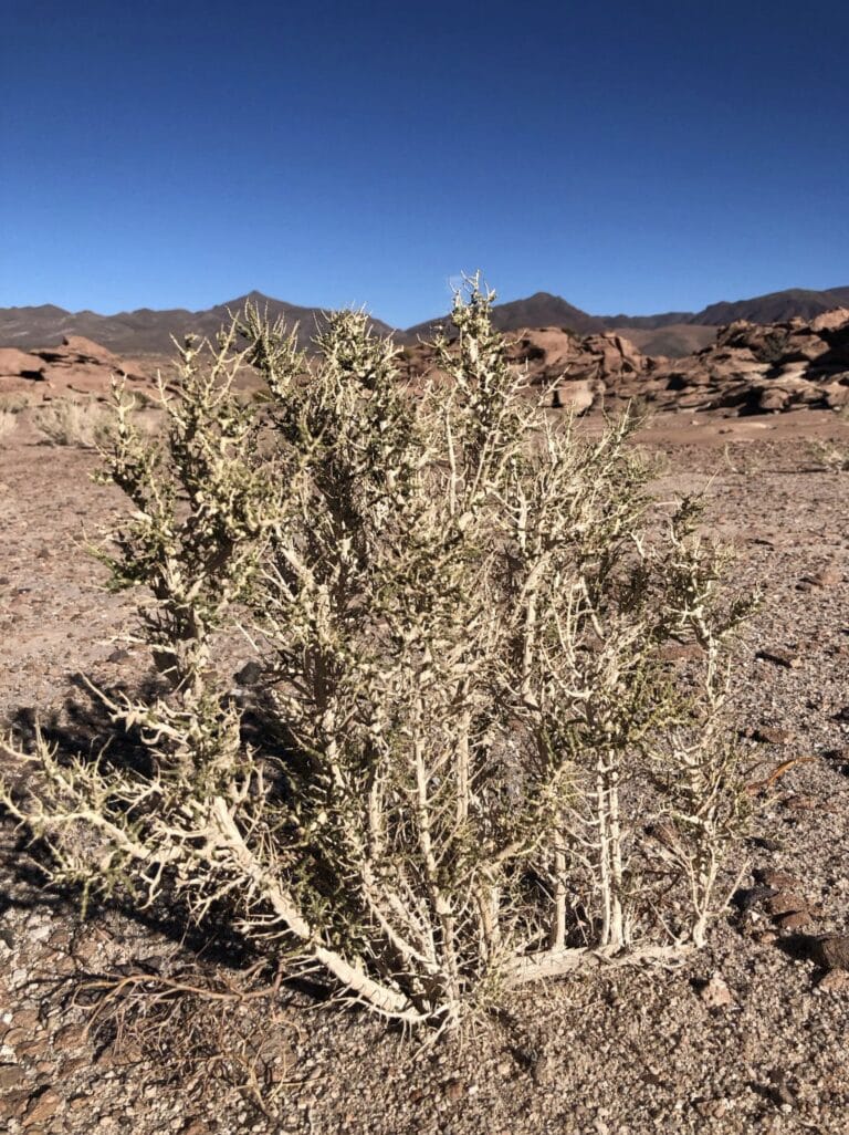De tijd is ook hier verstreken maar ik heb verschillen opgemerkt gedurende de weken