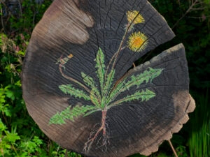 Kruidenplanten