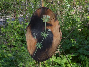 Kunstwerk Lievevrouwebedstro van Mireille Schemer, natuurkunst op door vuur gekust populierenhout